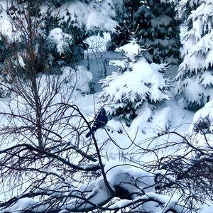 Alexis Bittar modern pendant necklace